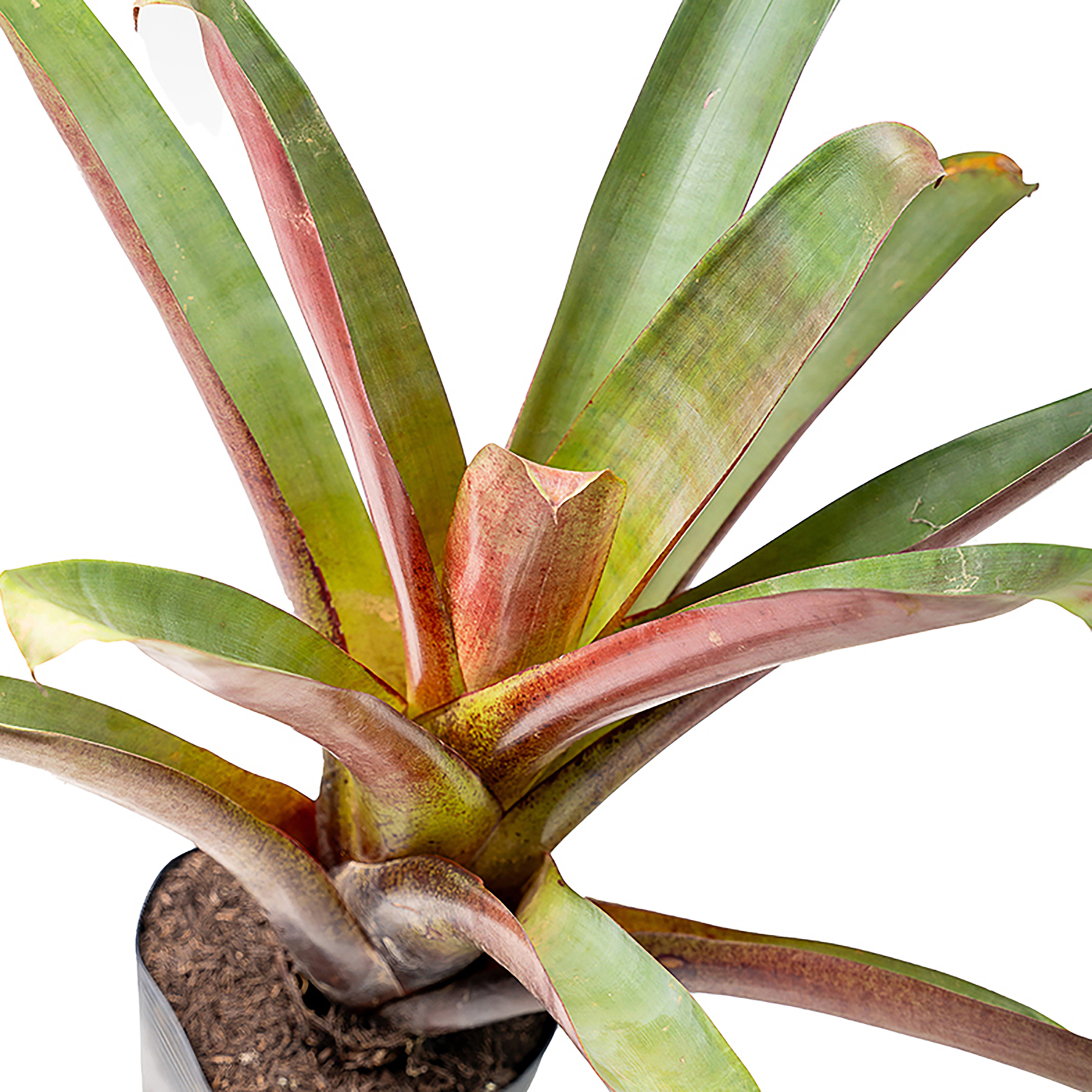ブロメリア・エアープランツ Alcantarea P.I.T.A Bromélia Imperial Alcantarea Imperialis Pequeno Planta Natural