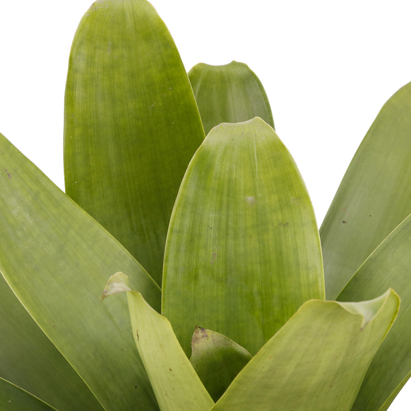 ブロメリア・エアープランツ Alcantarea P.I.T.A ブロメリア・エアープランツ Alcantarea P.I.T.A Gênero Alcantarea