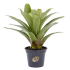 Bromélia Imperial Pote 27