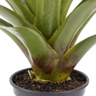 Bromélia Imperial Pote 27