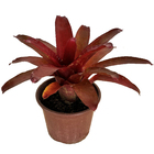Bromélia Pimiento Neoregelia Pote 11 Planta Natural