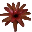 Bromélia Pimiento Neoregelia Pote 11 Planta Natural
