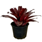 Bromélia Royal Neoregelia Pote 11 Planta Natural