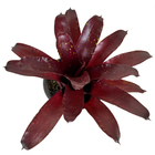 Bromélia Royal Neoregelia Pote 11 Planta Natural