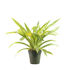 Bromélia Variada Pote 12