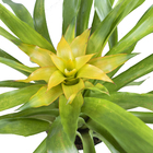 Bromélia Variada Pote 12