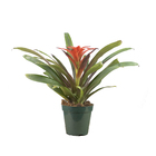 Bromélia Variada Pote 12