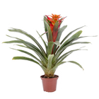 Bromélia Variada Pote 14