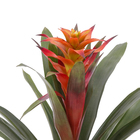 Bromélia Variada Pote 14