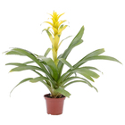 Bromélia Variada Pote 14