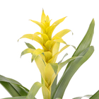 Bromélia Variada Pote 14