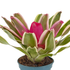Bromelias Neorogelias PT14