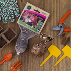 Bulbo Amaryllis Apple Blossum Geolia