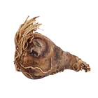 Bulbo Amaryllis Apple Blossum Geolia