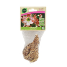 Bulbo Amaryllis Apple Blossum Geolia