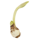 Bulbo Amaryllis Olaf Geolia