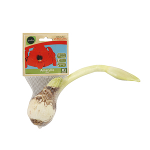 Foto de Bulbo Amaryllis Olaf