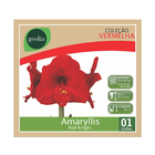 Bulbo Amaryllis Red Knight Geolia