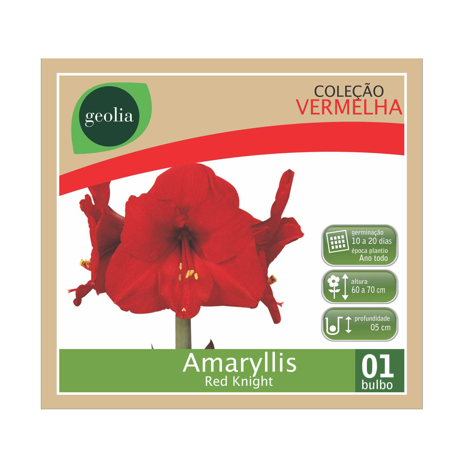 bulbo_amaryllis_red_knight_893