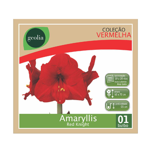 Foto de Bulbo Amaryllis Red Knight