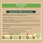 Bulbo Amaryllis Red Knight Geolia