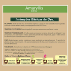 Bulbo Amaryllis Sidney Geolia