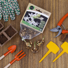 Bulbo Angélica Dazzle Geolia