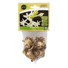 Bulbo Angélica Dazzle Geolia