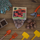 Bulbo Gladíolos Afrika Geolia