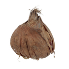 Bulbo Gladíolos Afrika Geolia