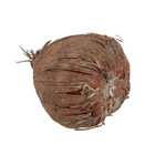 Bulbo Gladíolos Afrika Geolia