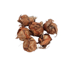 Bulbo Gladíolos Amsterdan Geolia