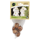 Bulbo Gladíolos Amsterdan Geolia