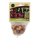 Bulbo Gladíolos Black Star Geolia