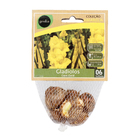 Bulbo Gladíolos Gold Field Geolia