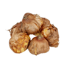 Bulbo Gladíolos Gold Field Geolia