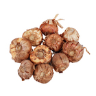 Bulbo Gladíolos Variados Geolia