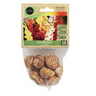 Bulbo Gladíolos Variados Geolia