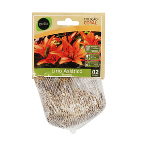 Foto de Bulbo Lírio Asiático Brunello