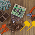 Bulbo Trevo de 4 Folhas Geolia