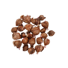 Bulbo Trevo de 4 Folhas Geolia