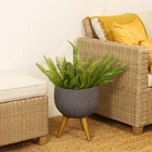 Buque Avenca Médio 45x50cm Verde Grillo