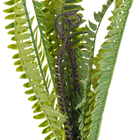 Buque Avenca Médio 45x50cm Verde Grillo