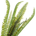 Buque Avenca Médio 45x50cm Verde Grillo