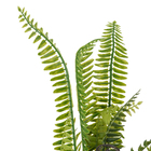 Buque Avenca Médio 45x50cm Verde Grillo