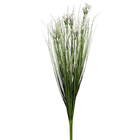 Buque Capim Rabo de Lebre Branco