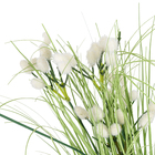 Buque Capim Rabo de Lebre Branco