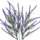 Buquê Cattail Pequeno Lavanda Grillo