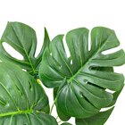 Buquê Costela De Adão Permanente Decorativo