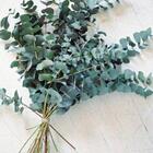 Buquê De Eucalipto Decor Sala Quarto I Flores Desidratadas